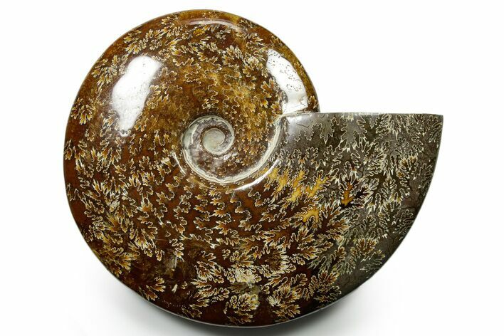 Polished Ammonite (Cleoniceras) Fossil - Madagascar #377347